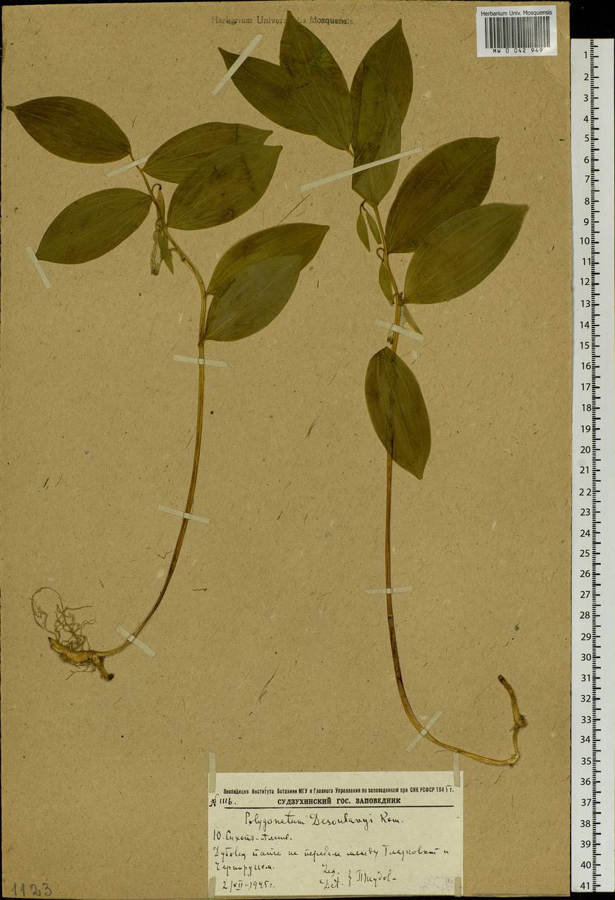 Polygonatum desoulavyi Kom., Siberia, Russian Far East (S6) (Russia)