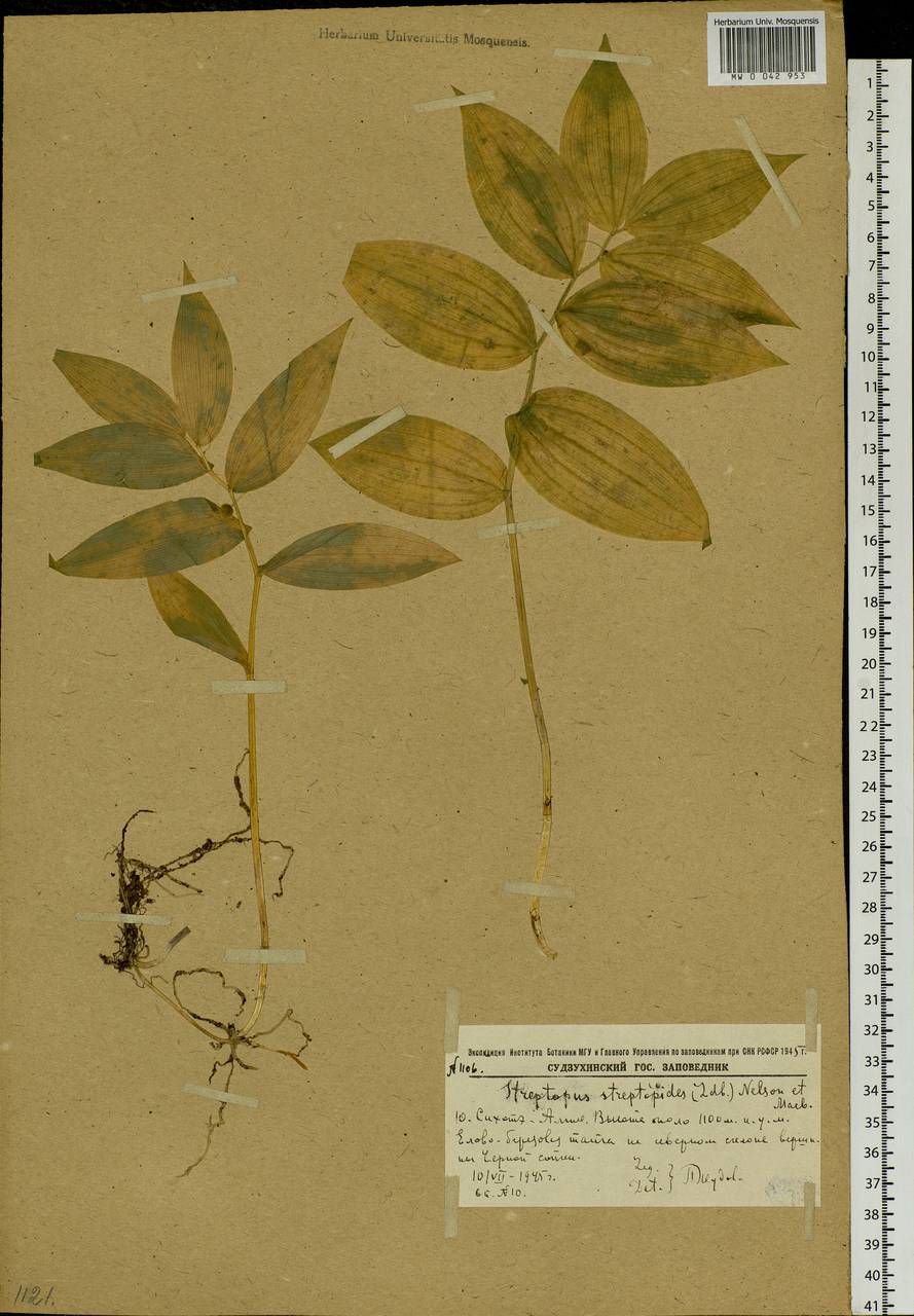 Streptopus streptopoides (Ledeb.) Frye & Rigg, Siberia, Russian Far East (S6) (Russia)