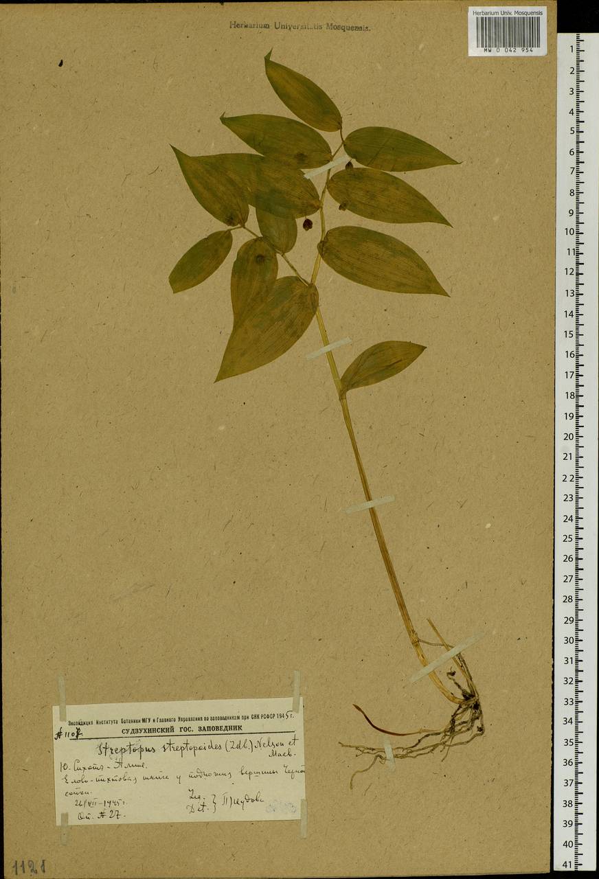 Streptopus streptopoides (Ledeb.) Frye & Rigg, Siberia, Russian Far East (S6) (Russia)