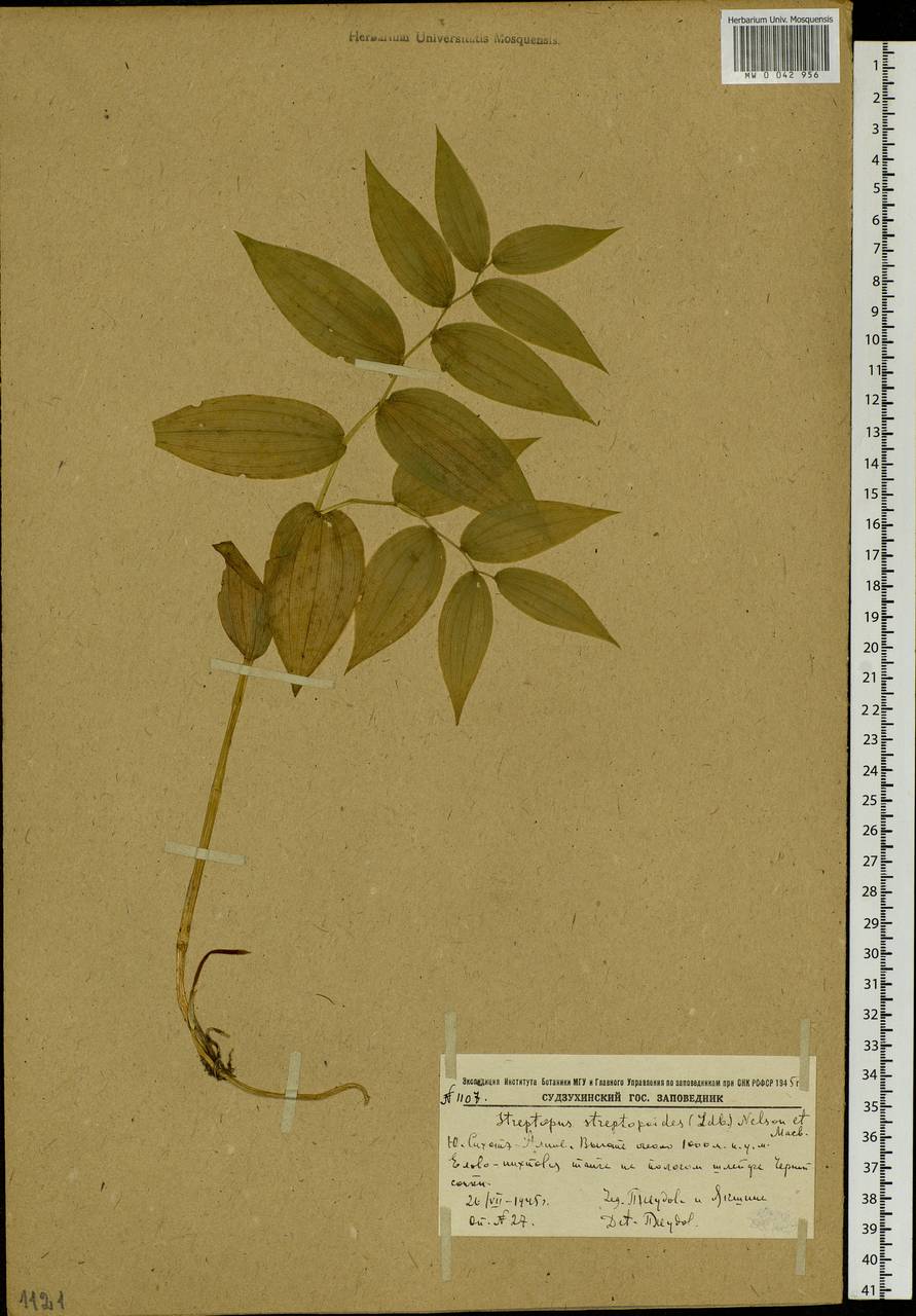Streptopus streptopoides (Ledeb.) Frye & Rigg, Siberia, Russian Far East (S6) (Russia)