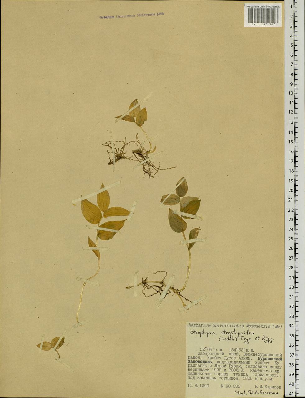 Streptopus streptopoides (Ledeb.) Frye & Rigg, Siberia, Russian Far East (S6) (Russia)
