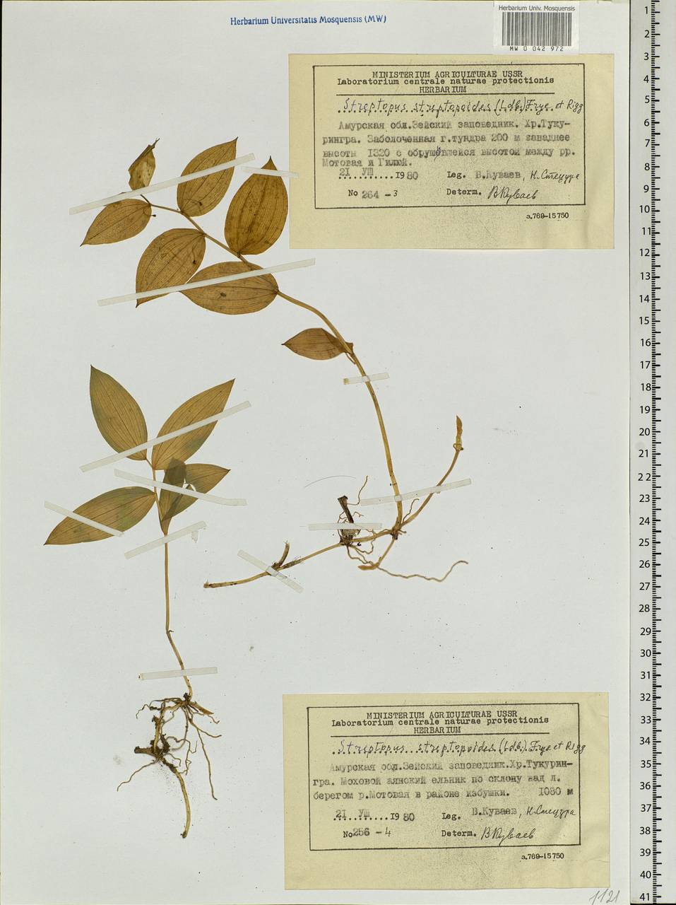 Streptopus streptopoides (Ledeb.) Frye & Rigg, Siberia, Russian Far East (S6) (Russia)