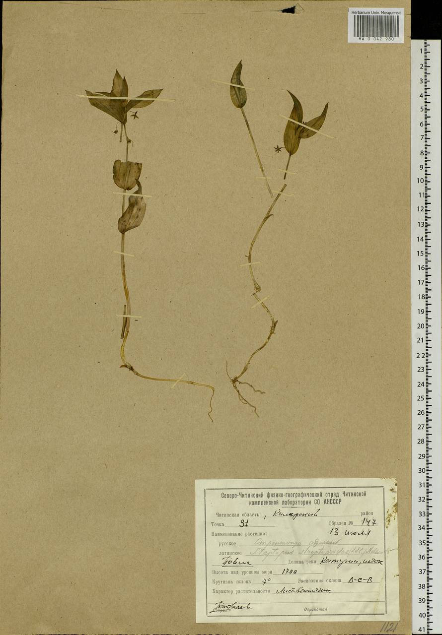 Streptopus streptopoides (Ledeb.) Frye & Rigg, Siberia, Baikal & Transbaikal region (S4) (Russia)