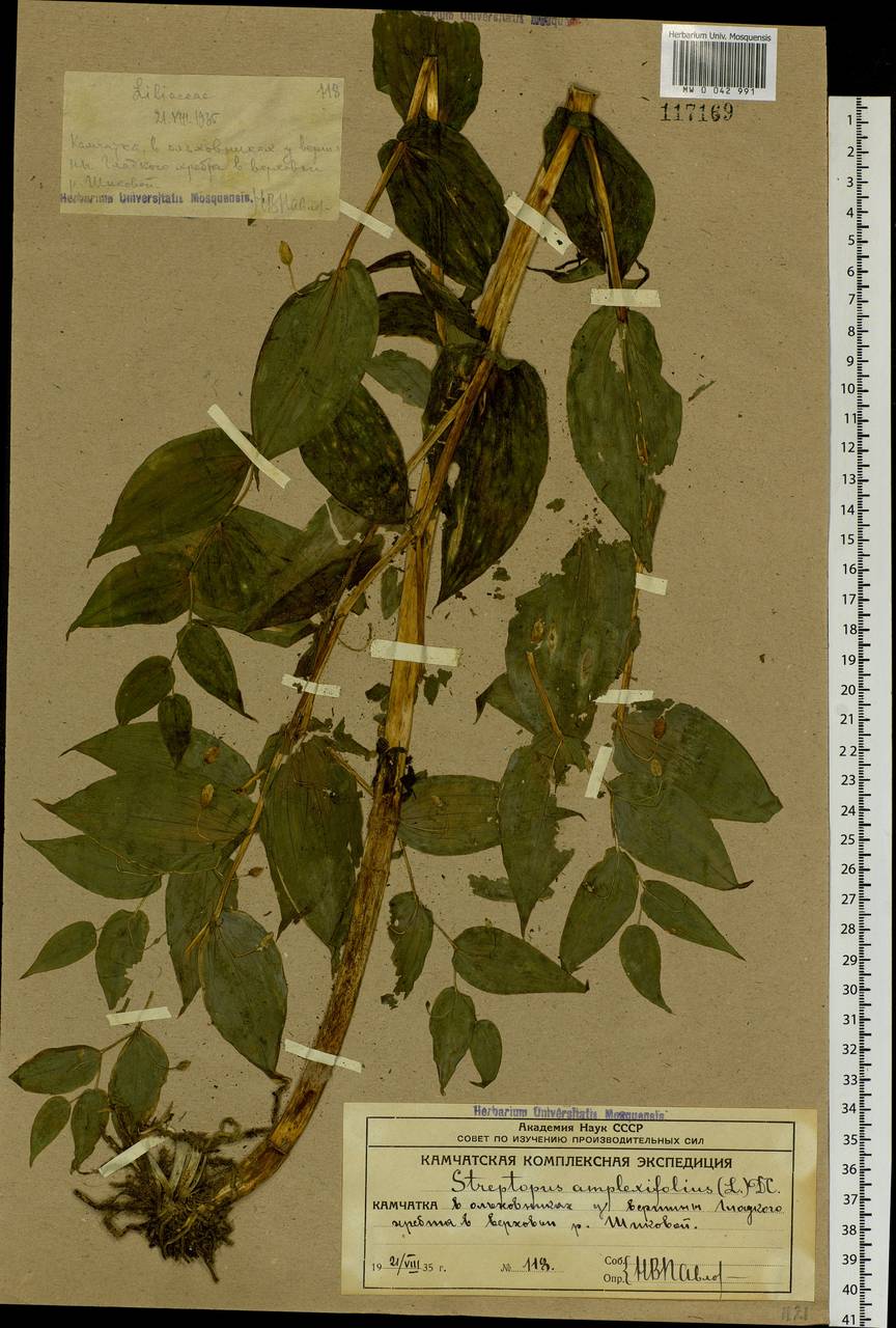 Streptopus amplexifolius (L.) DC., Siberia, Chukotka & Kamchatka (S7) (Russia)