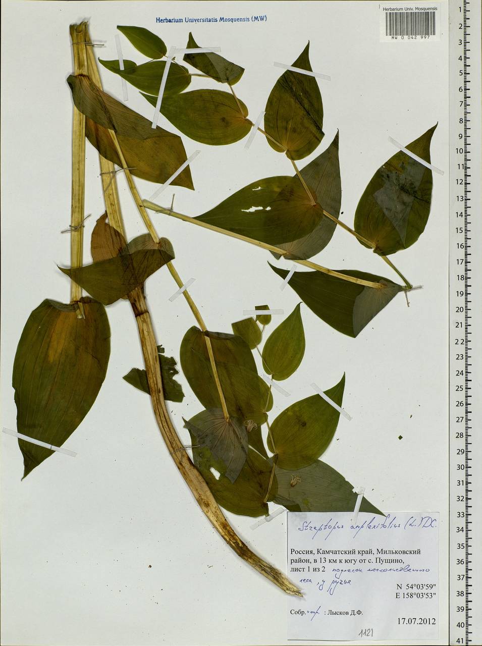 Streptopus amplexifolius (L.) DC., Siberia, Chukotka & Kamchatka (S7) (Russia)