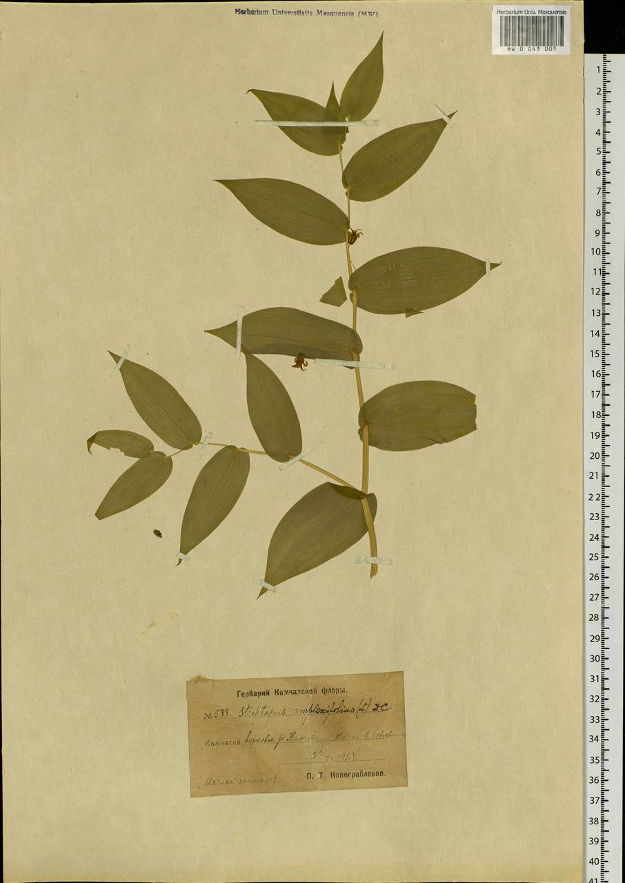 Streptopus amplexifolius (L.) DC., Siberia, Chukotka & Kamchatka (S7) (Russia)
