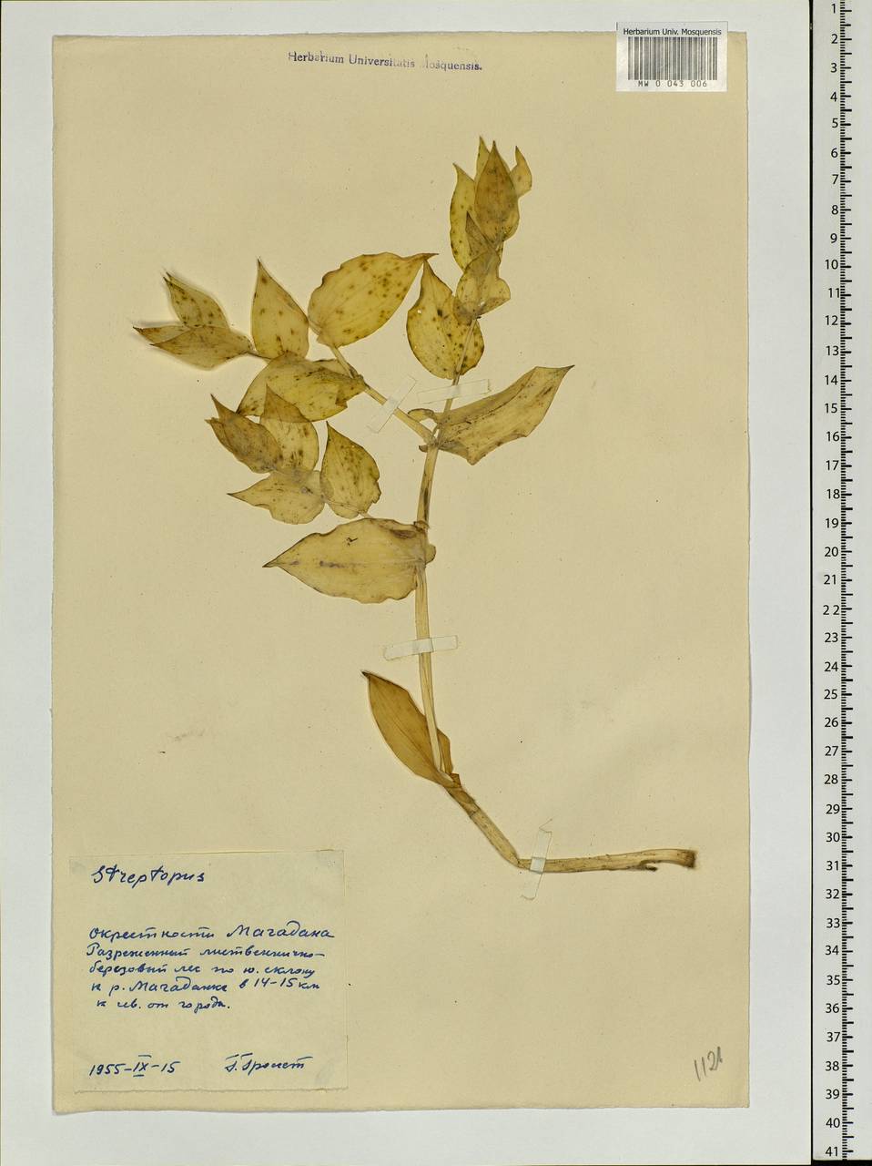 Streptopus amplexifolius (L.) DC., Siberia, Chukotka & Kamchatka (S7) (Russia)