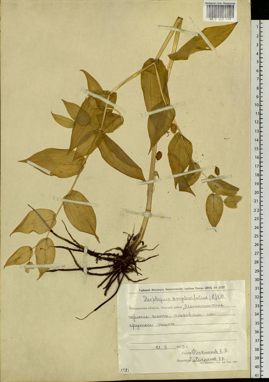 Streptopus amplexifolius (L.) DC., Siberia, Chukotka & Kamchatka (S7) (Russia)