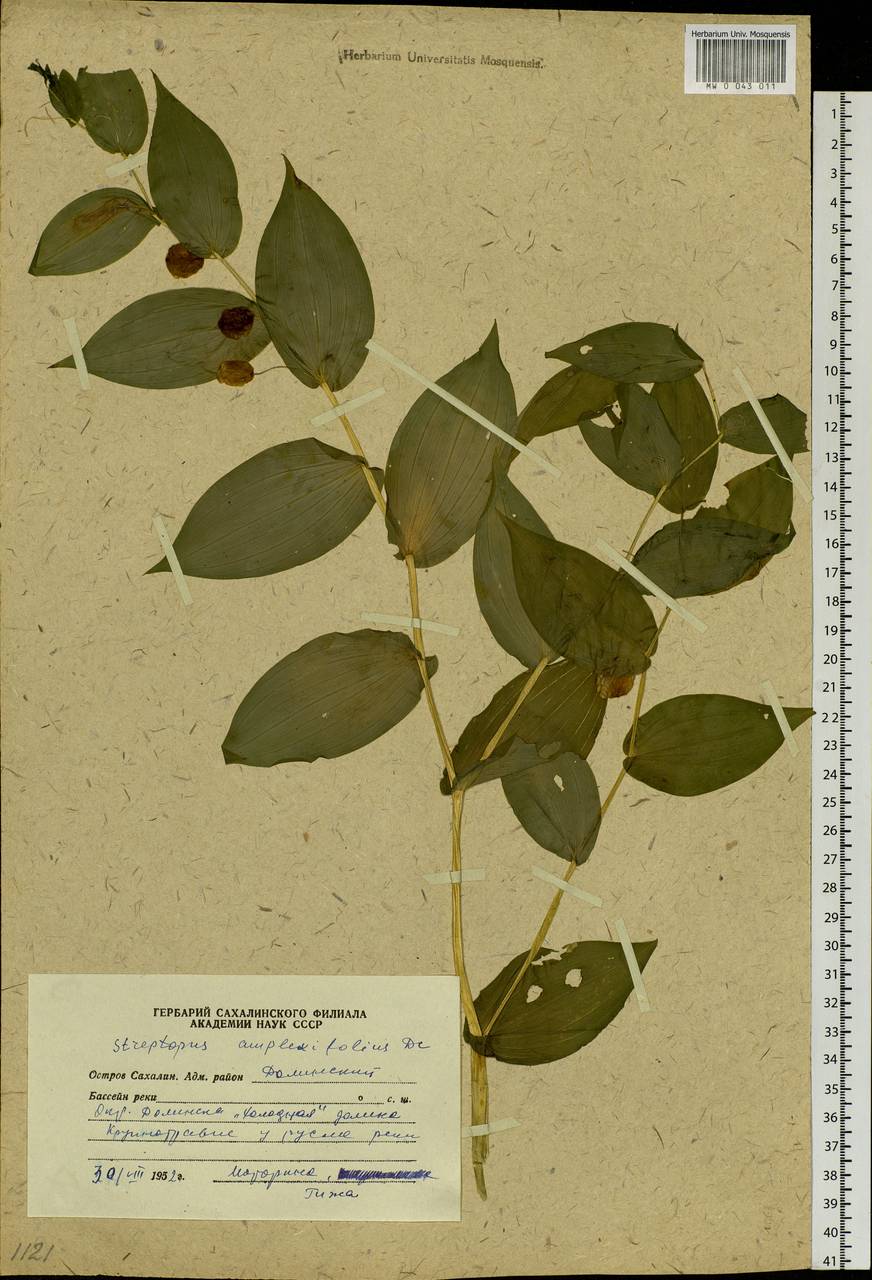 Streptopus amplexifolius (L.) DC., Siberia, Russian Far East (S6) (Russia)