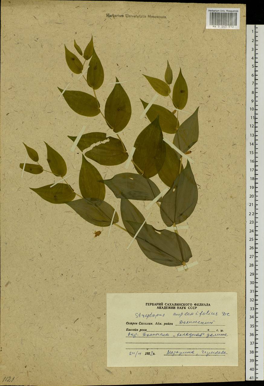 Streptopus amplexifolius (L.) DC., Siberia, Russian Far East (S6) (Russia)