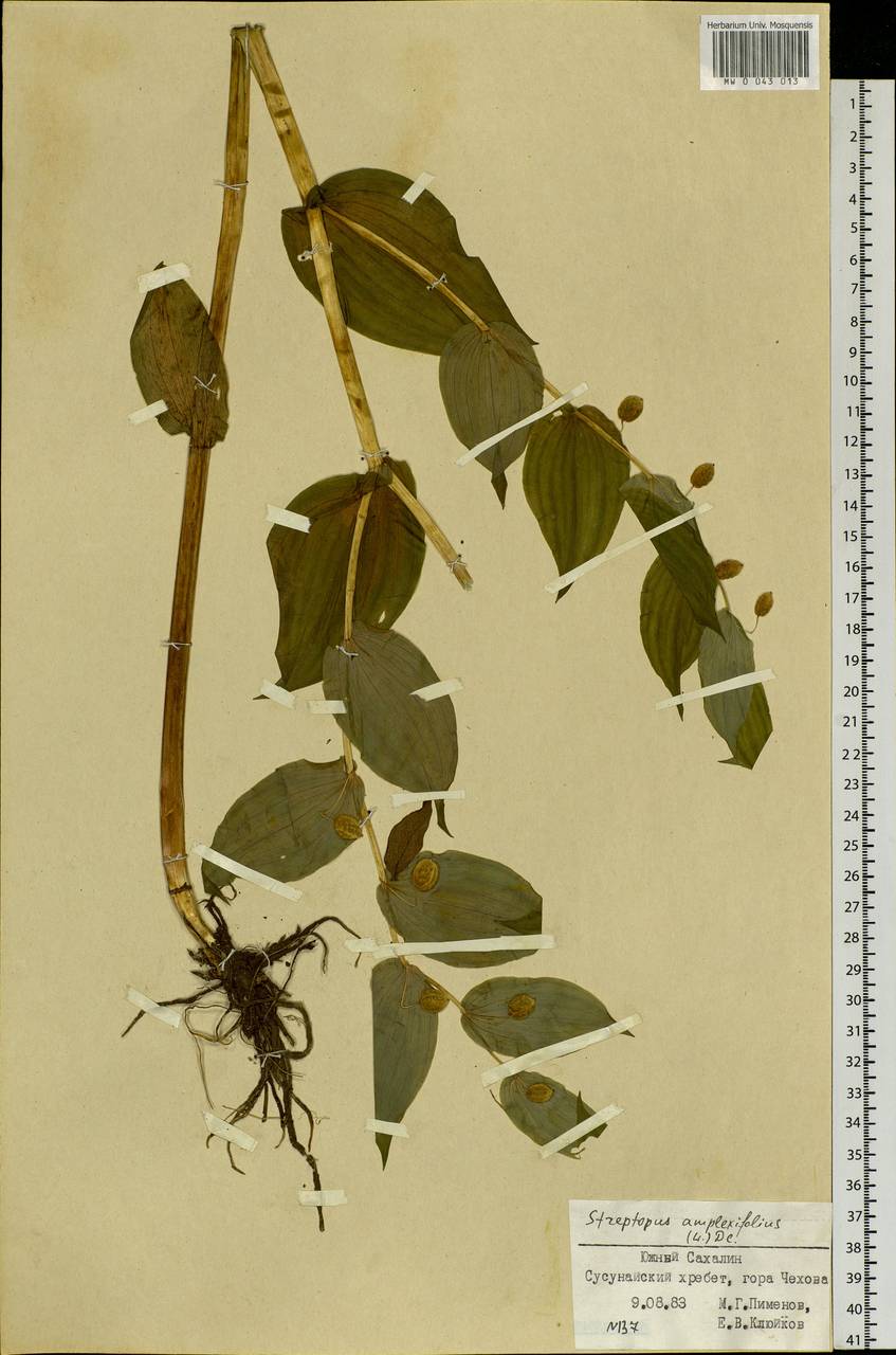 Streptopus amplexifolius (L.) DC., Siberia, Russian Far East (S6) (Russia)