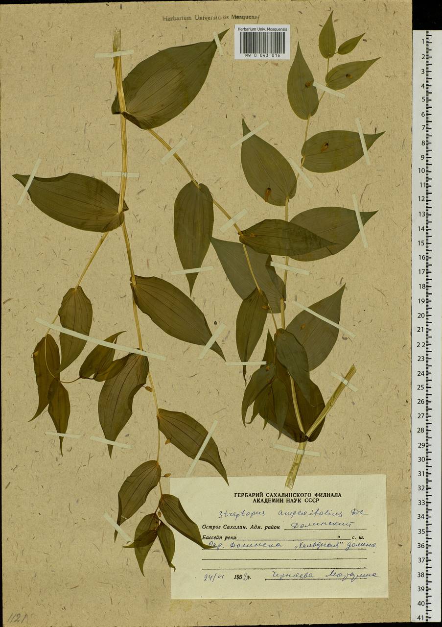 Streptopus amplexifolius (L.) DC., Siberia, Russian Far East (S6) (Russia)