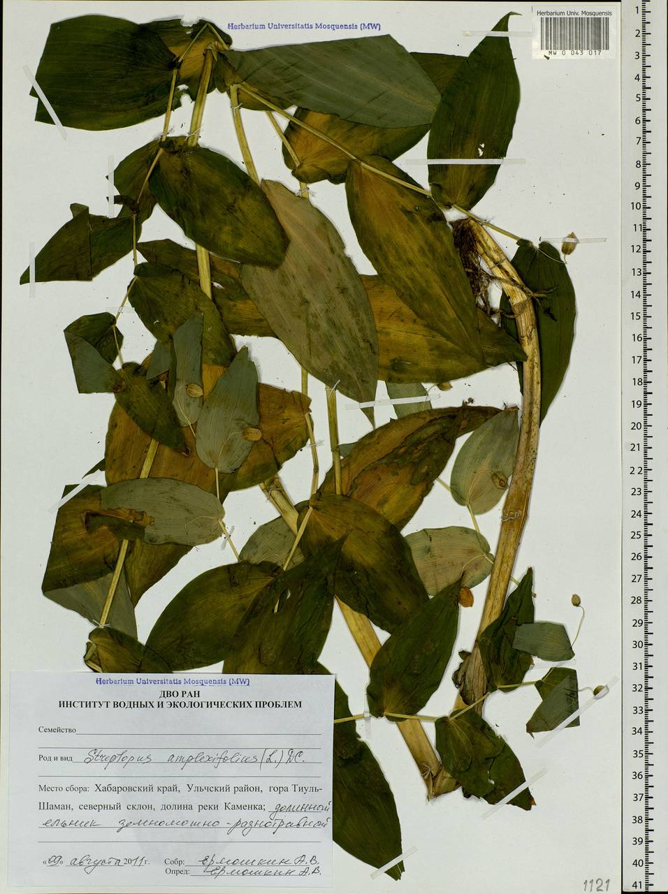 Streptopus amplexifolius (L.) DC., Siberia, Russian Far East (S6) (Russia)