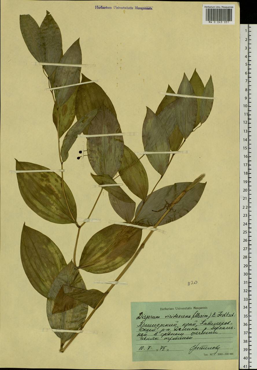 Disporum smilacinum A.Gray, Siberia, Russian Far East (S6) (Russia)