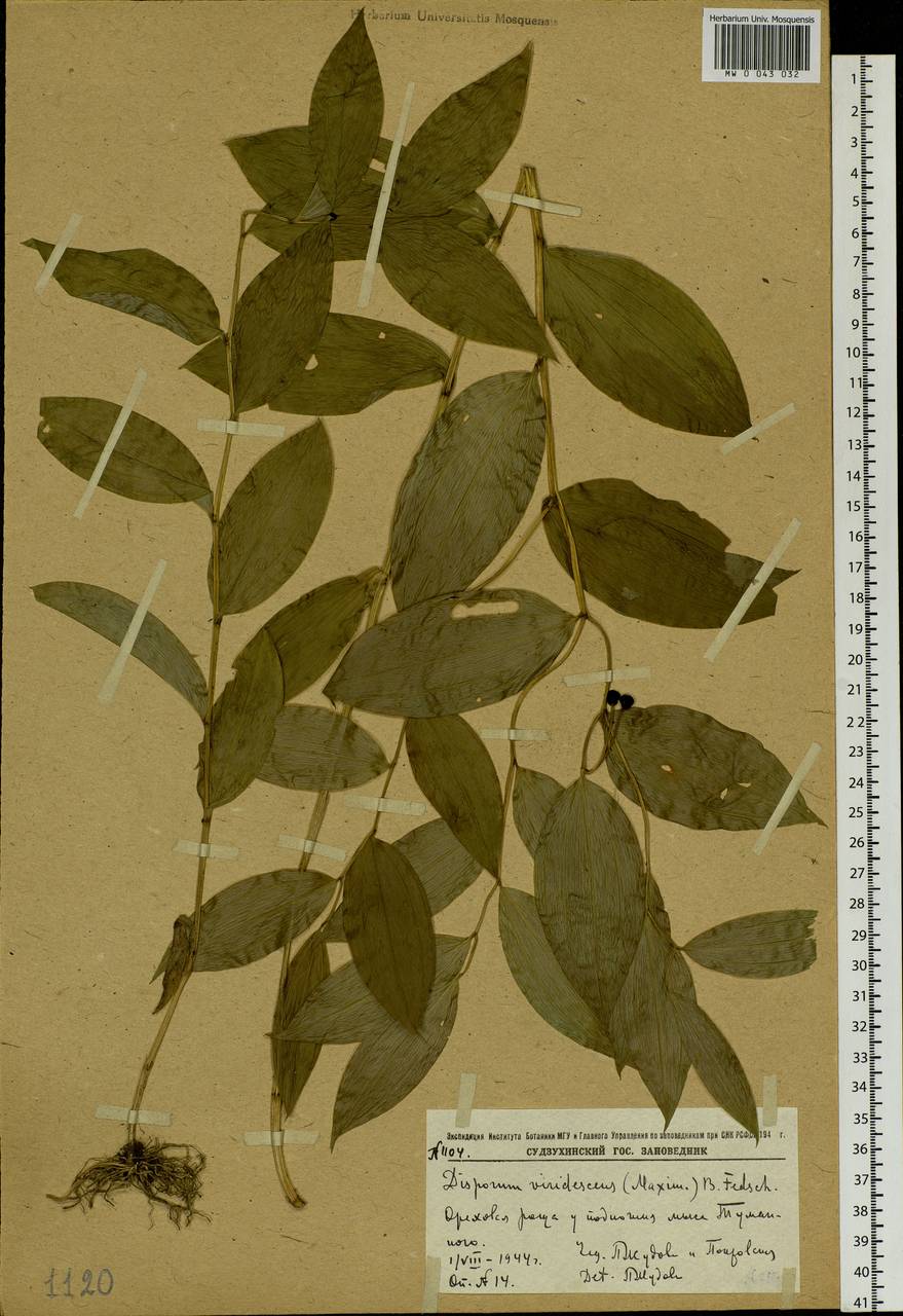 Disporum smilacinum A.Gray, Siberia, Russian Far East (S6) (Russia)