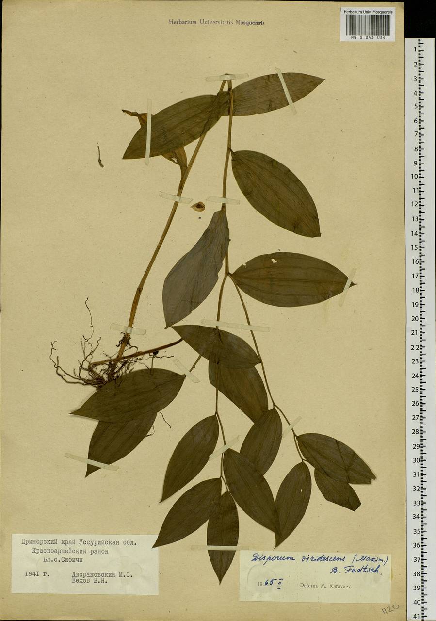 Disporum smilacinum A.Gray, Siberia, Russian Far East (S6) (Russia)