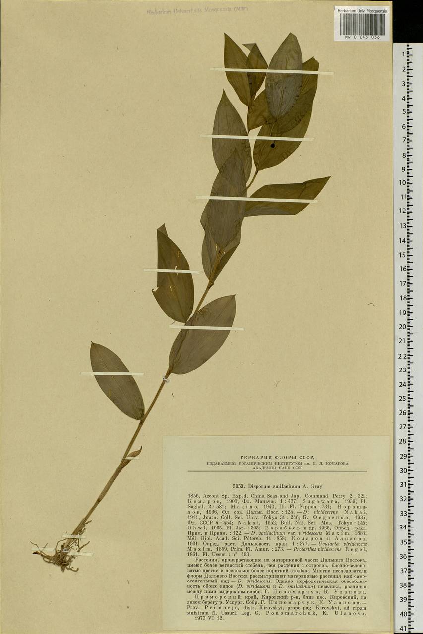 Disporum smilacinum A.Gray, Siberia, Russian Far East (S6) (Russia)