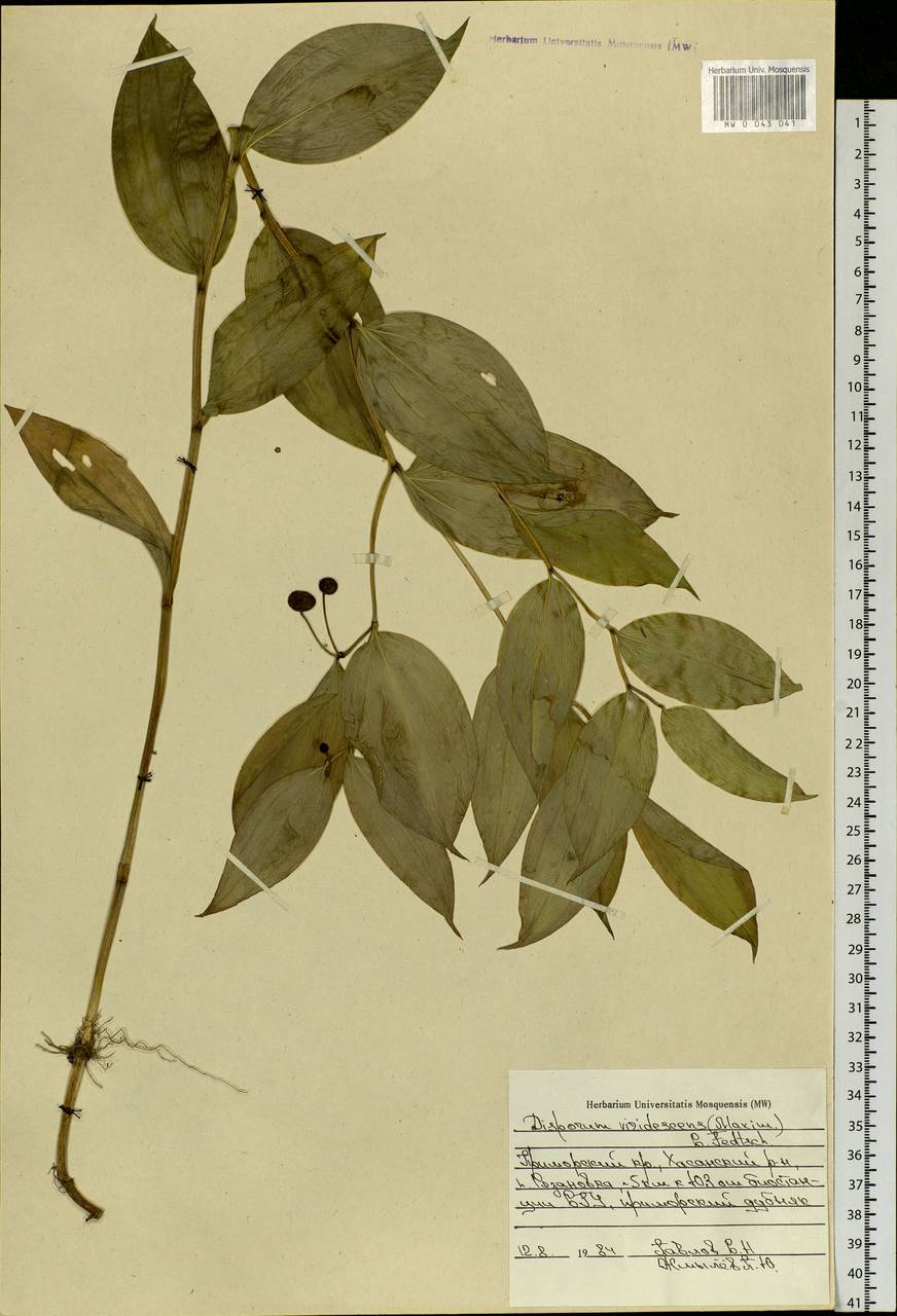 Disporum smilacinum A.Gray, Siberia, Russian Far East (S6) (Russia)