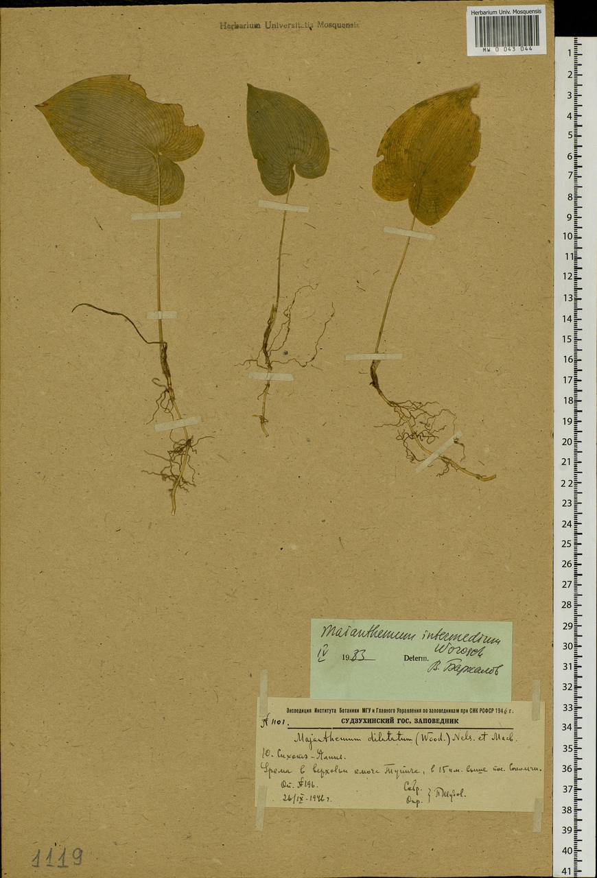 Maianthemum intermedium Vorosch., Siberia, Russian Far East (S6) (Russia)