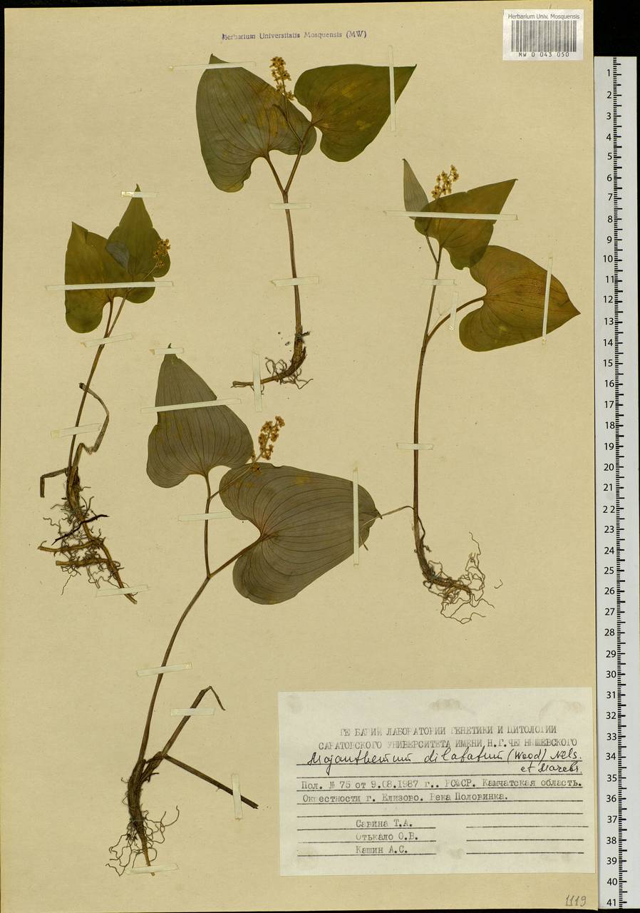 Maianthemum dilatatum (Alph.Wood) A.Nelson & J.F.Macbr., Siberia, Chukotka & Kamchatka (S7) (Russia)