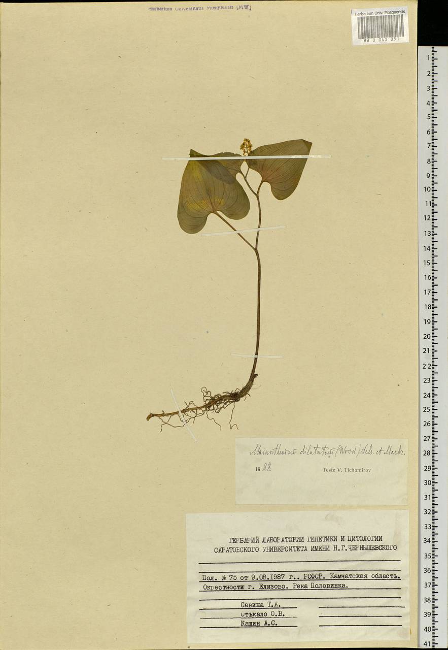 Maianthemum dilatatum (Alph.Wood) A.Nelson & J.F.Macbr., Siberia, Chukotka & Kamchatka (S7) (Russia)