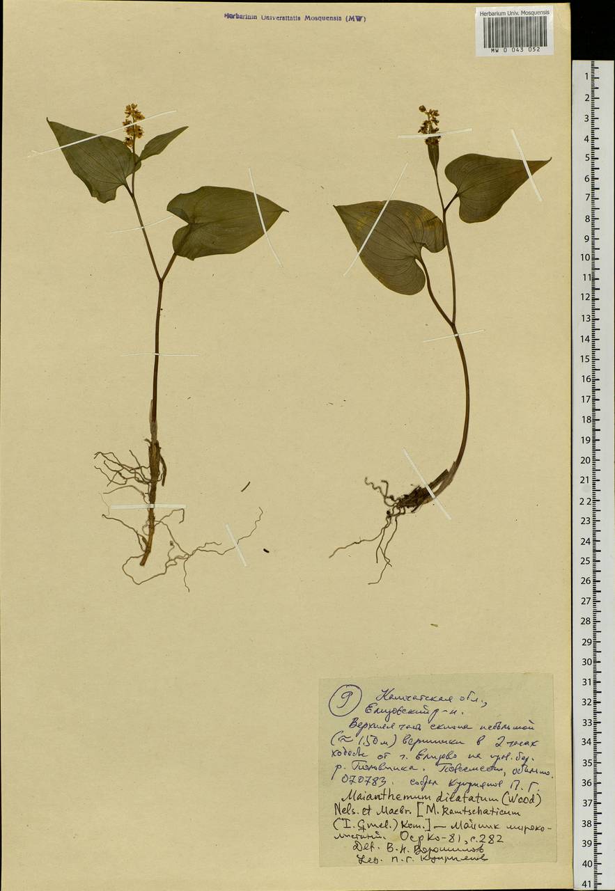 Maianthemum dilatatum (Alph.Wood) A.Nelson & J.F.Macbr., Siberia, Chukotka & Kamchatka (S7) (Russia)