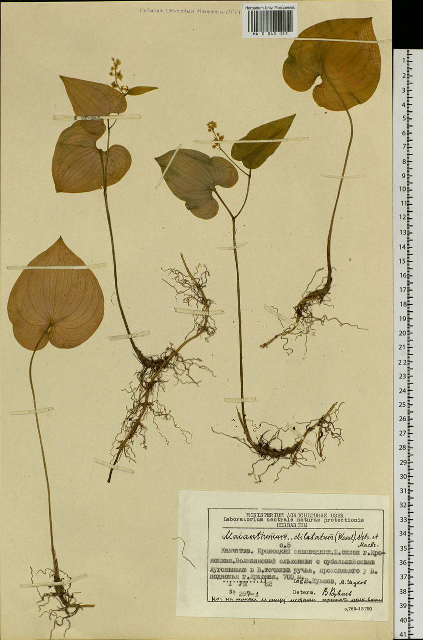 Maianthemum dilatatum (Alph.Wood) A.Nelson & J.F.Macbr., Siberia, Chukotka & Kamchatka (S7) (Russia)