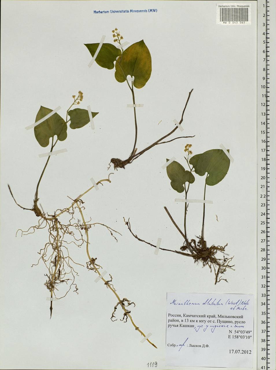 Maianthemum dilatatum (Alph.Wood) A.Nelson & J.F.Macbr., Siberia, Chukotka & Kamchatka (S7) (Russia)