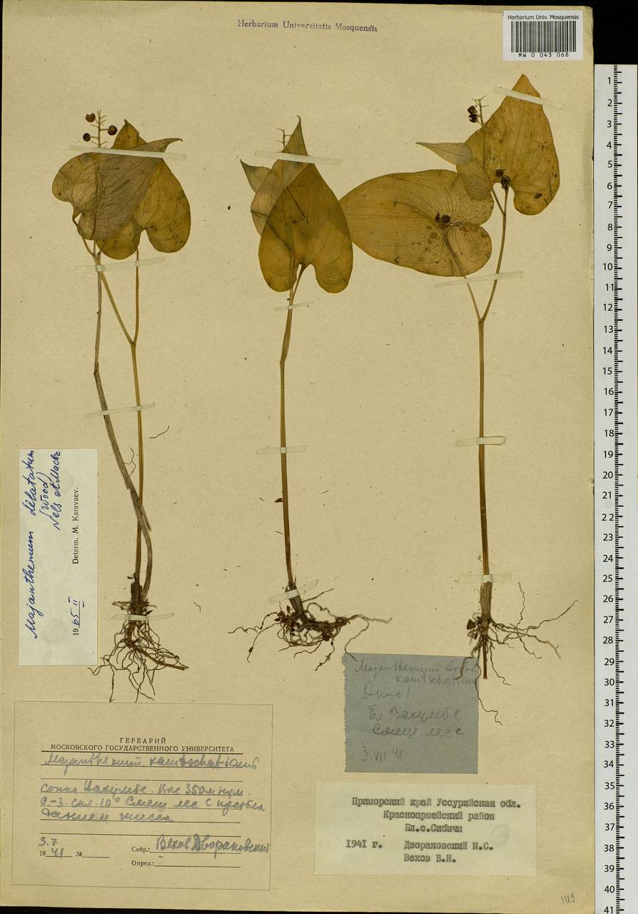 Maianthemum dilatatum (Alph.Wood) A.Nelson & J.F.Macbr., Siberia, Russian Far East (S6) (Russia)