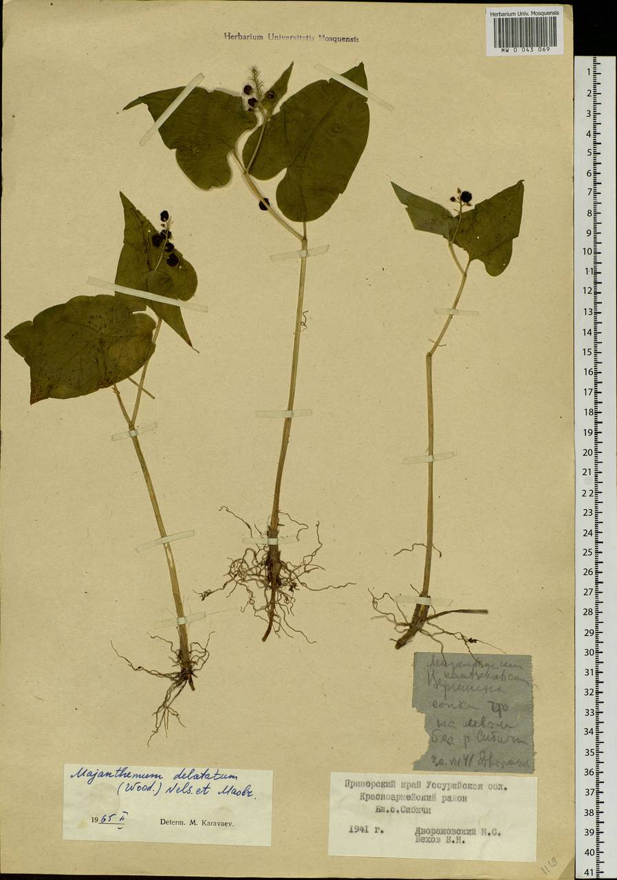 Maianthemum dilatatum (Alph.Wood) A.Nelson & J.F.Macbr., Siberia, Russian Far East (S6) (Russia)