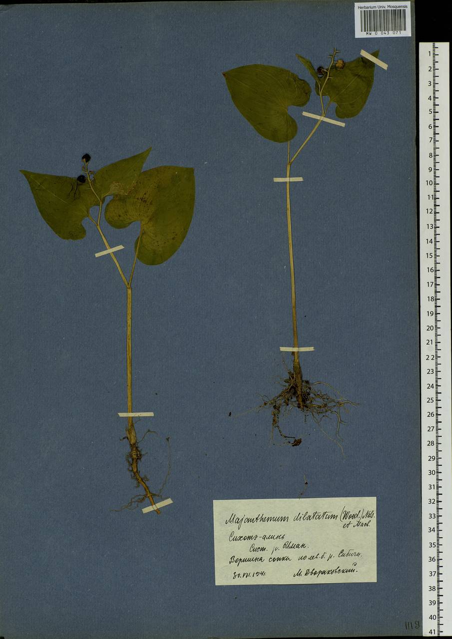 Maianthemum dilatatum (Alph.Wood) A.Nelson & J.F.Macbr., Siberia, Russian Far East (S6) (Russia)