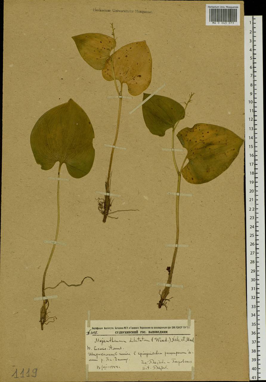 Maianthemum dilatatum (Alph.Wood) A.Nelson & J.F.Macbr., Siberia, Russian Far East (S6) (Russia)