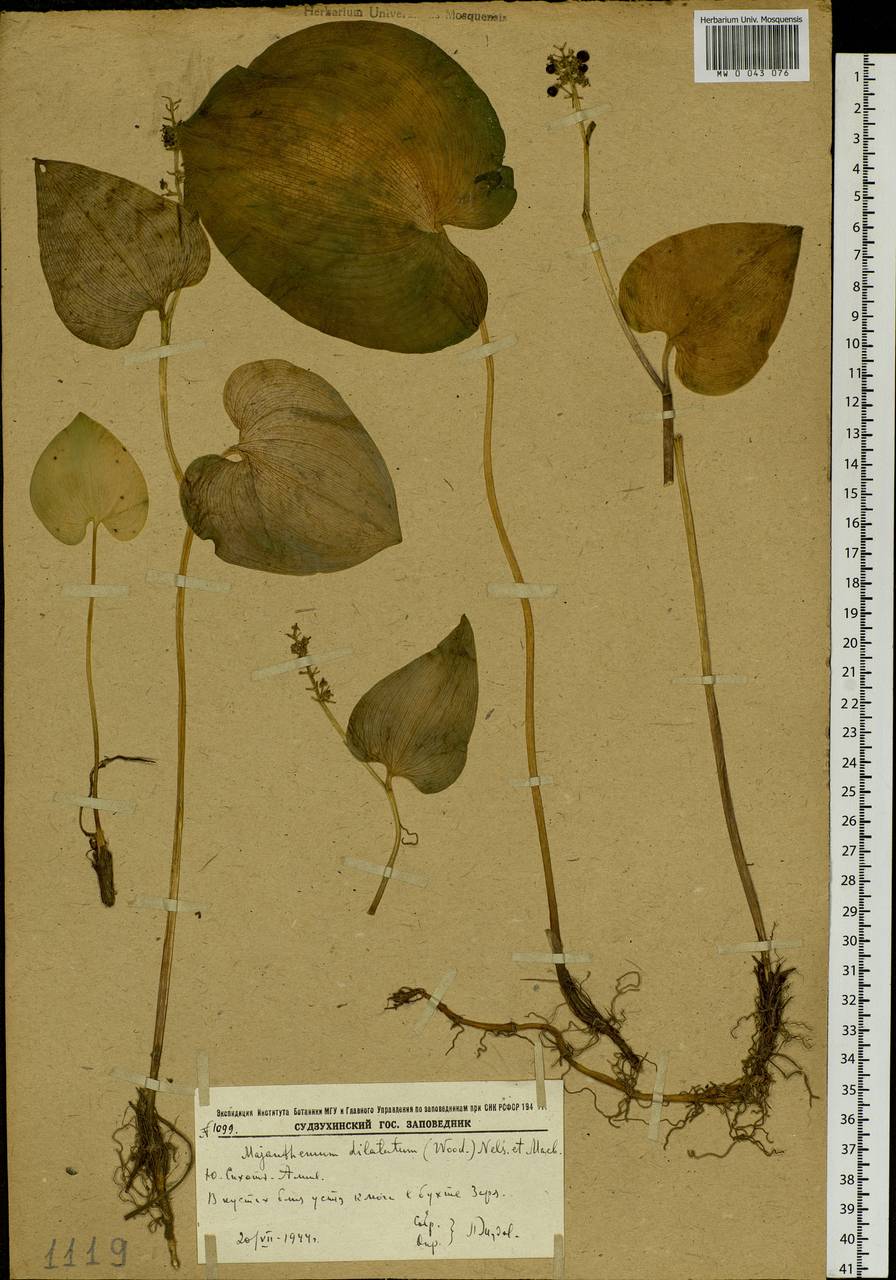Maianthemum dilatatum (Alph.Wood) A.Nelson & J.F.Macbr., Siberia, Russian Far East (S6) (Russia)