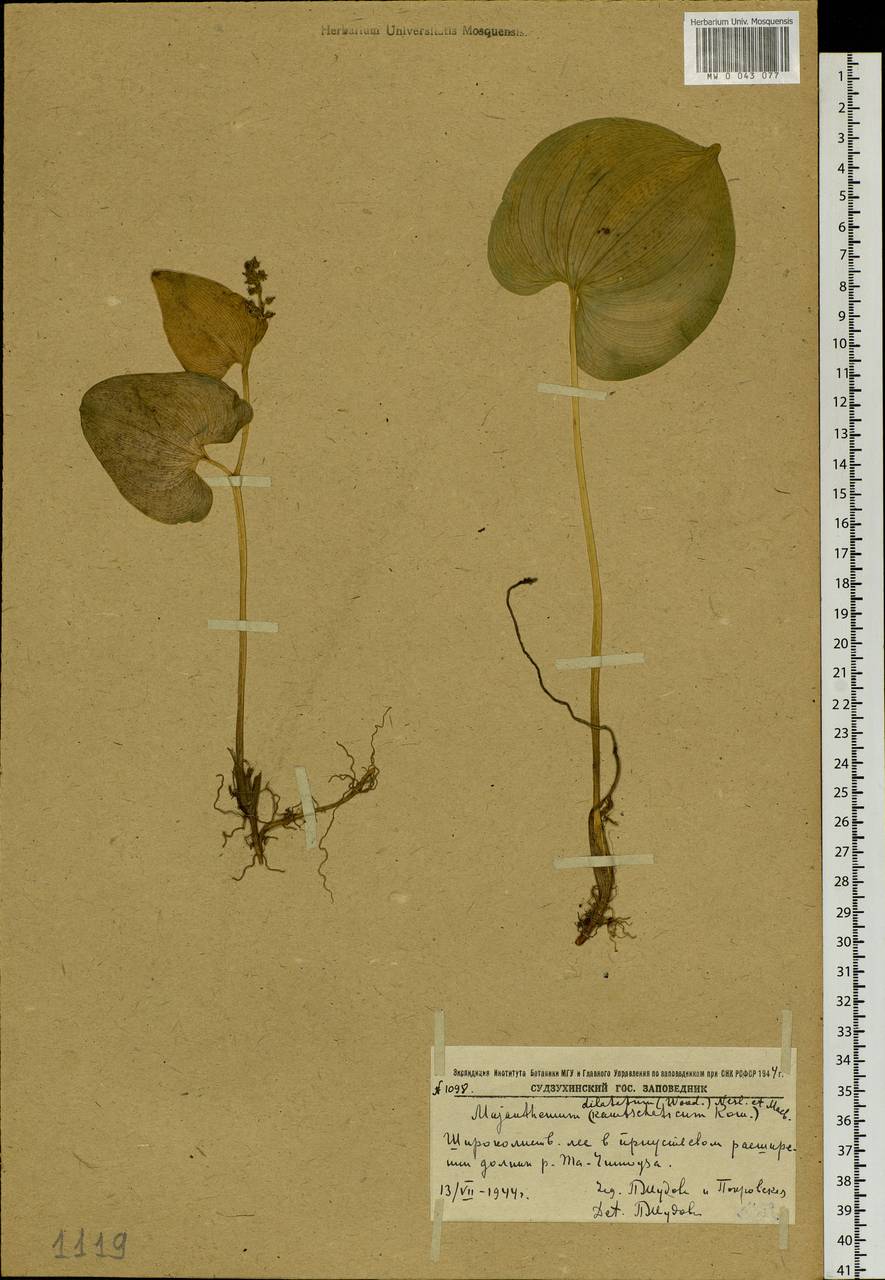 Maianthemum dilatatum (Alph.Wood) A.Nelson & J.F.Macbr., Siberia, Russian Far East (S6) (Russia)