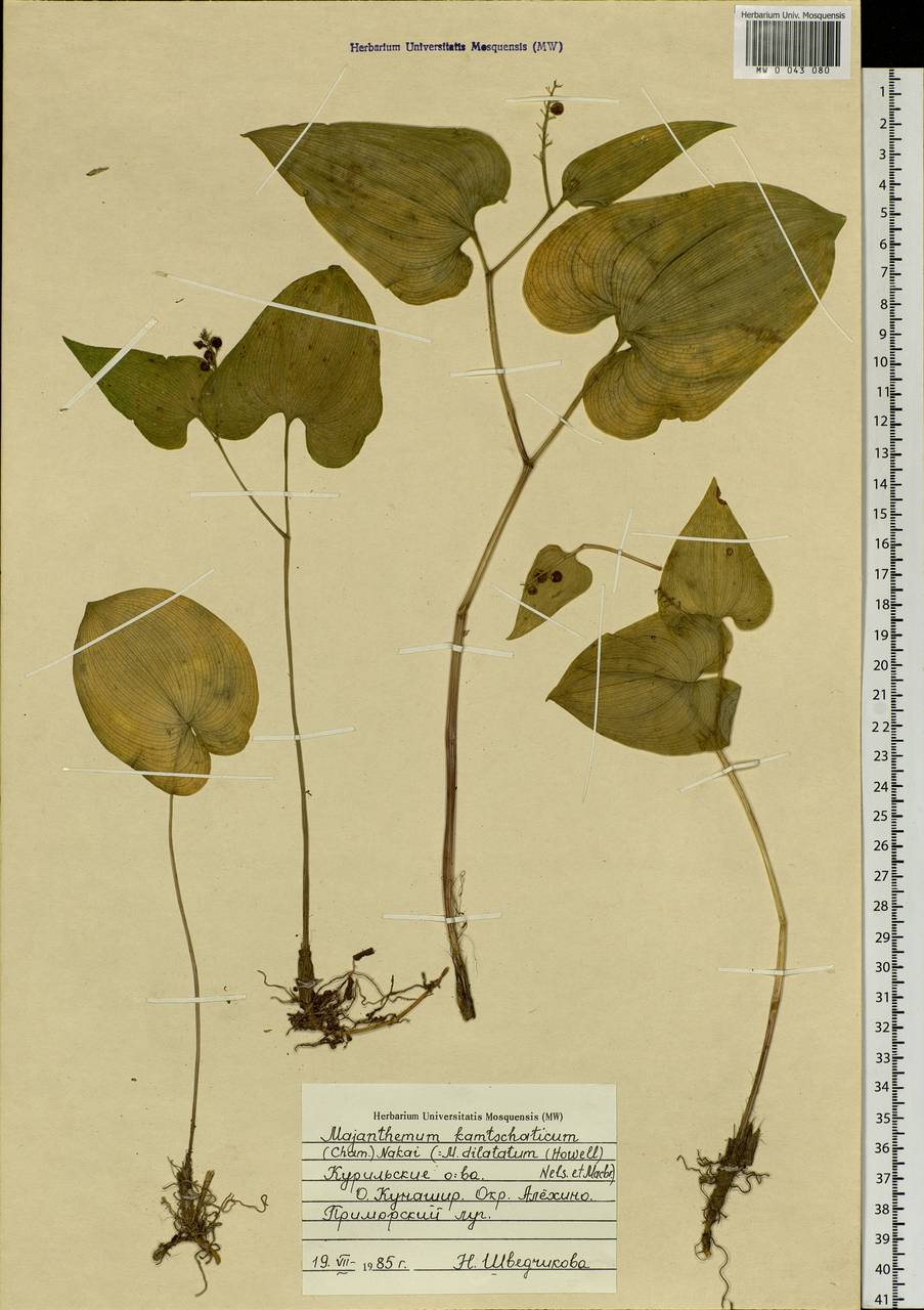 Maianthemum dilatatum (Alph.Wood) A.Nelson & J.F.Macbr., Siberia, Russian Far East (S6) (Russia)