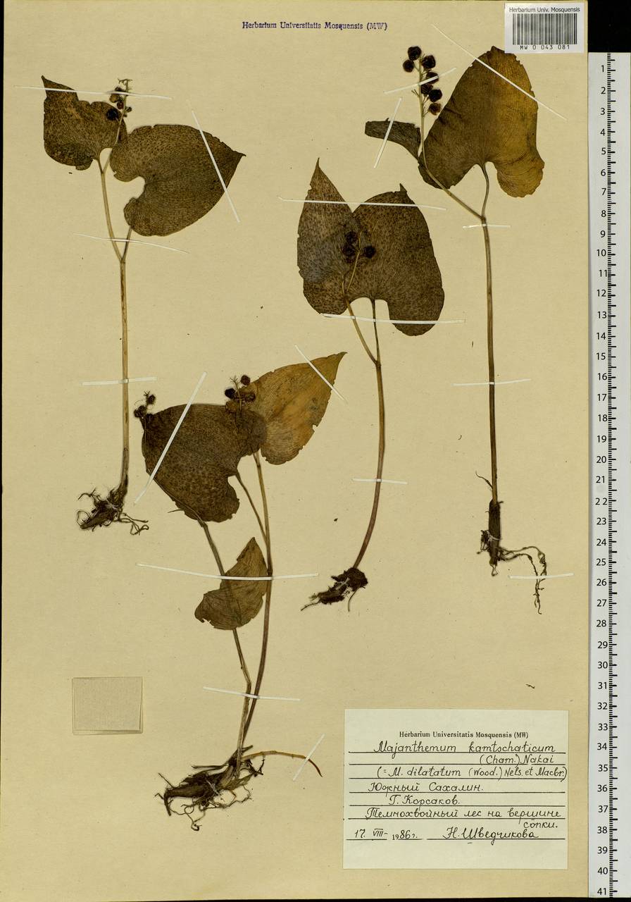Maianthemum dilatatum (Alph.Wood) A.Nelson & J.F.Macbr., Siberia, Russian Far East (S6) (Russia)