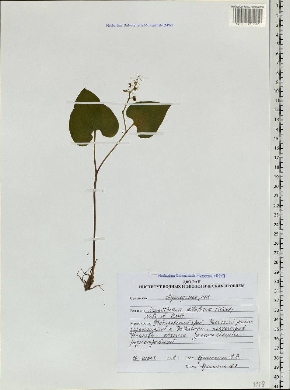 Maianthemum dilatatum (Alph.Wood) A.Nelson & J.F.Macbr., Siberia, Russian Far East (S6) (Russia)