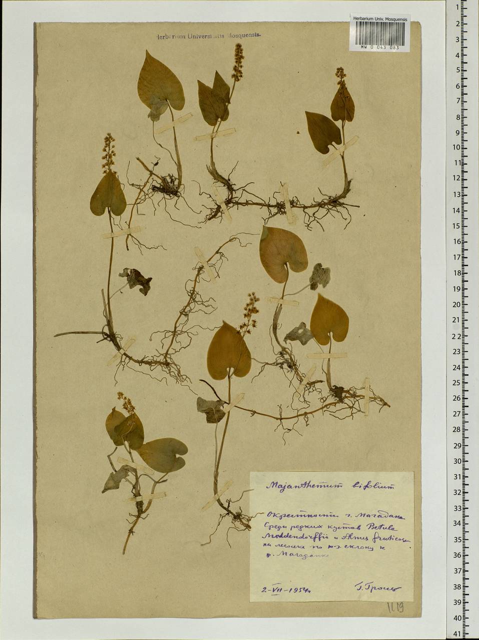 Maianthemum bifolium (L.) F.W.Schmidt, Siberia, Chukotka & Kamchatka (S7) (Russia)
