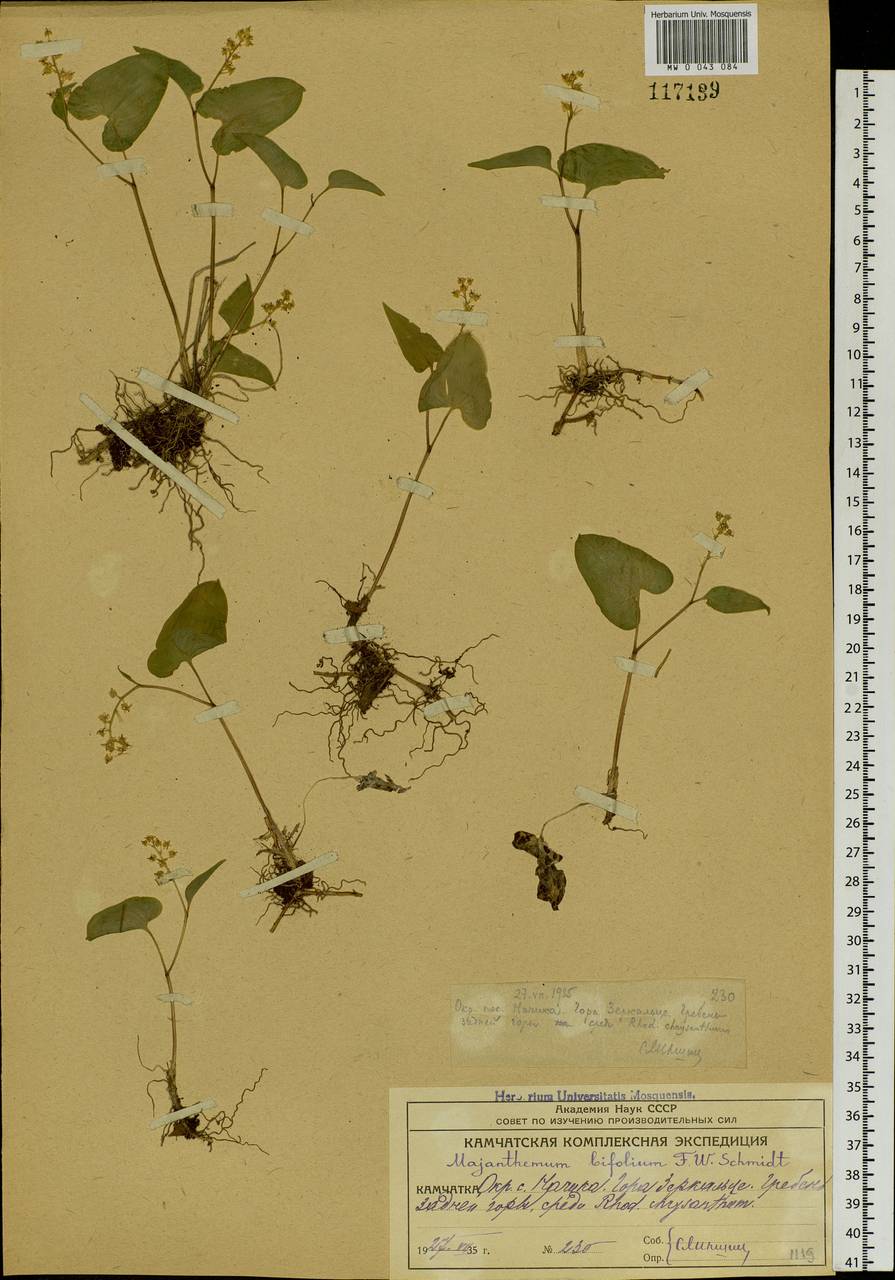 Maianthemum bifolium (L.) F.W.Schmidt, Siberia, Chukotka & Kamchatka (S7) (Russia)