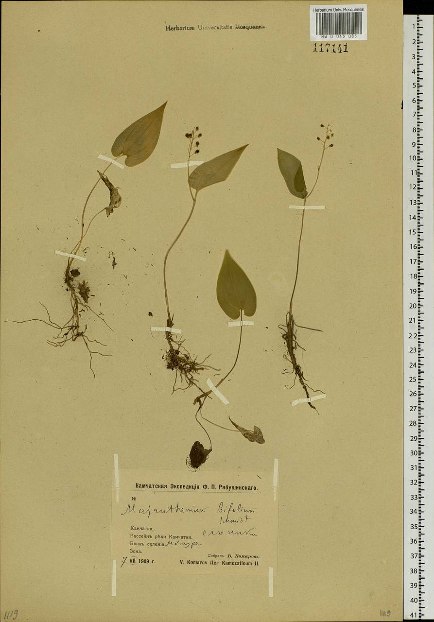 Maianthemum bifolium (L.) F.W.Schmidt, Siberia, Chukotka & Kamchatka (S7) (Russia)