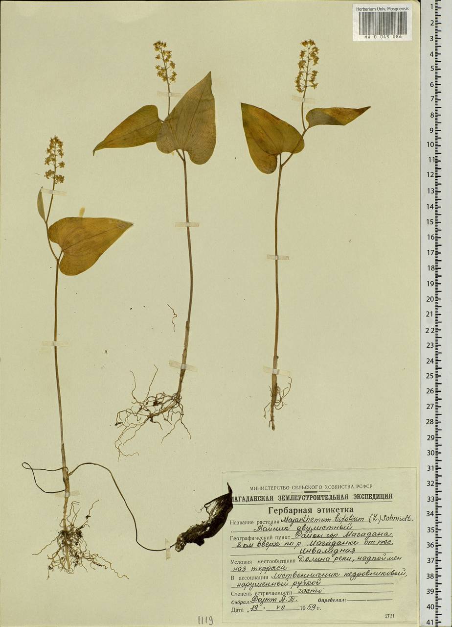 Maianthemum bifolium (L.) F.W.Schmidt, Siberia, Chukotka & Kamchatka (S7) (Russia)