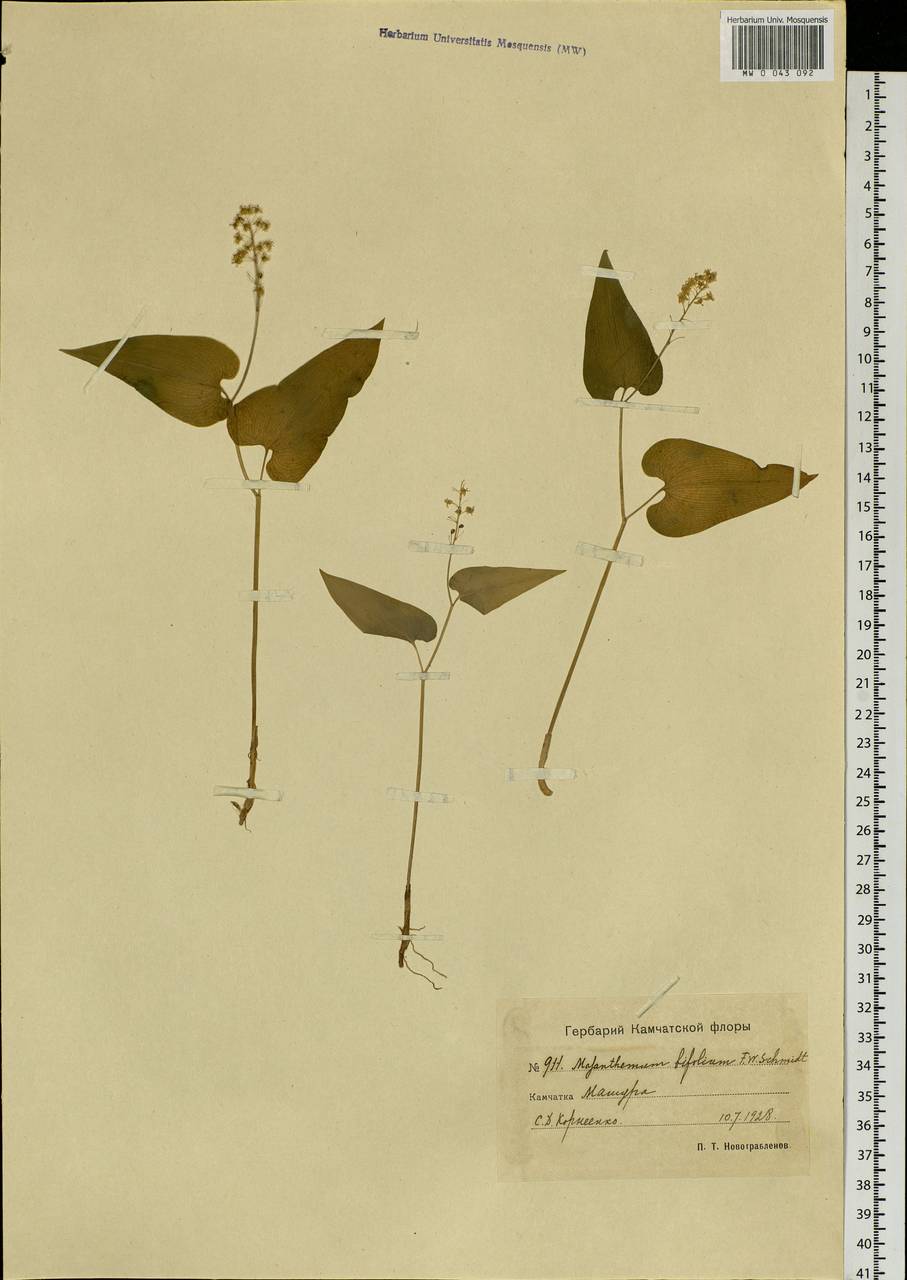 Maianthemum bifolium (L.) F.W.Schmidt, Siberia, Chukotka & Kamchatka (S7) (Russia)