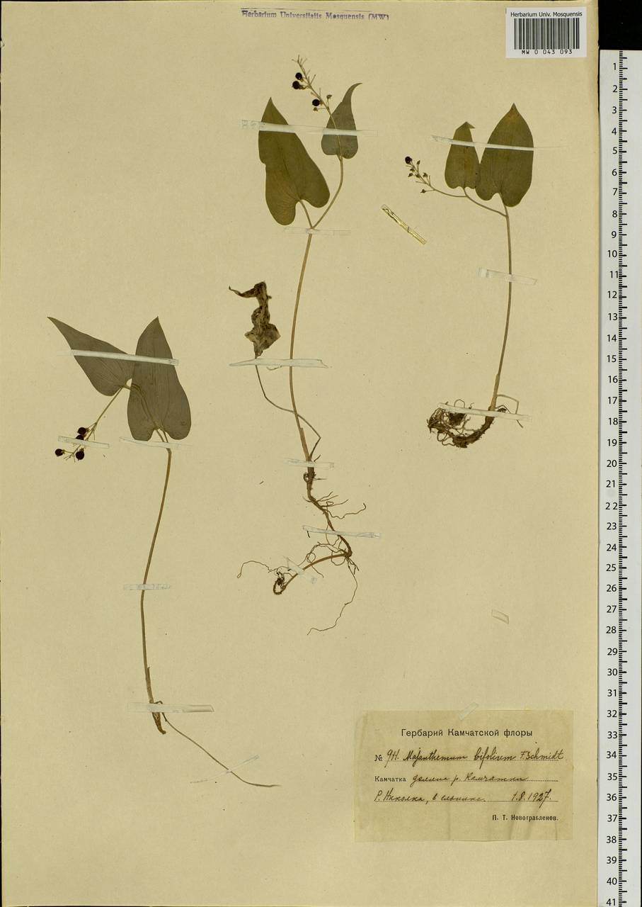 Maianthemum bifolium (L.) F.W.Schmidt, Siberia, Chukotka & Kamchatka (S7) (Russia)
