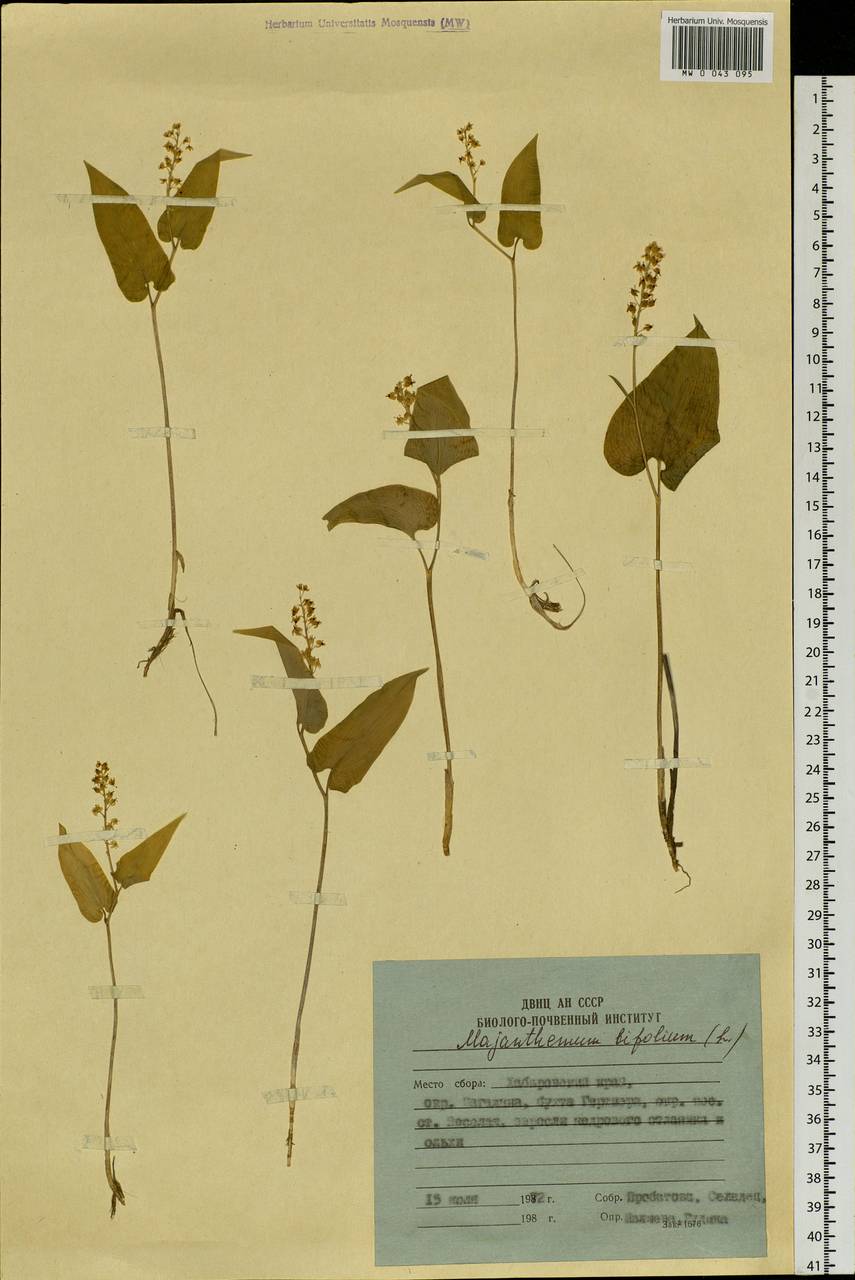 Maianthemum bifolium (L.) F.W.Schmidt, Siberia, Russian Far East (S6) (Russia)
