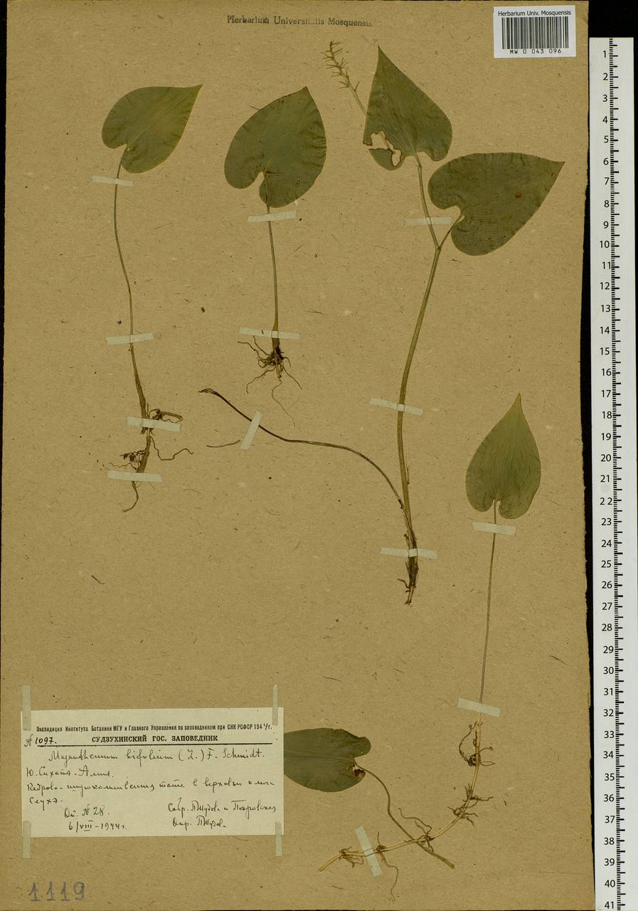 Maianthemum bifolium (L.) F.W.Schmidt, Siberia, Russian Far East (S6) (Russia)
