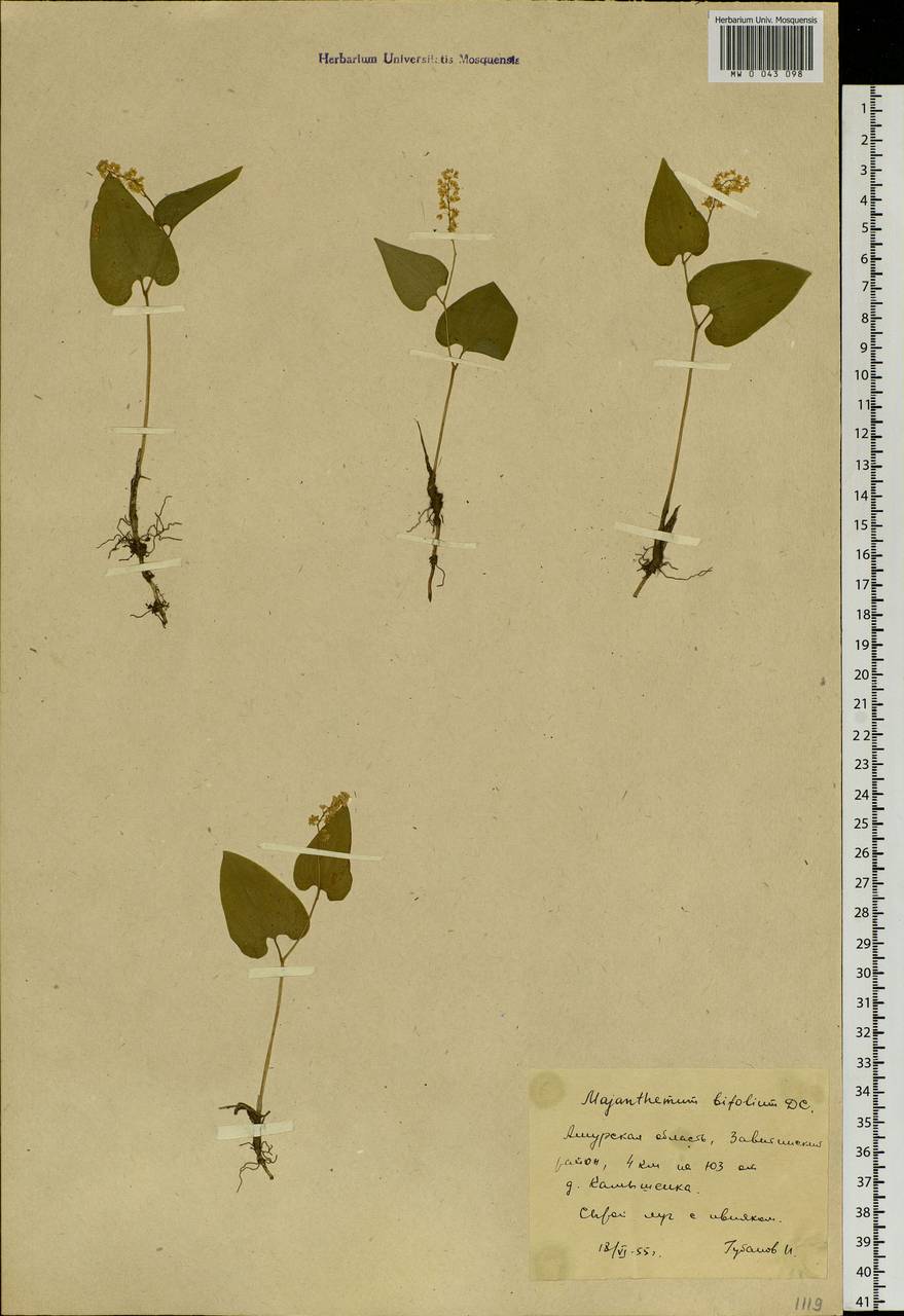 Maianthemum bifolium (L.) F.W.Schmidt, Siberia, Russian Far East (S6) (Russia)