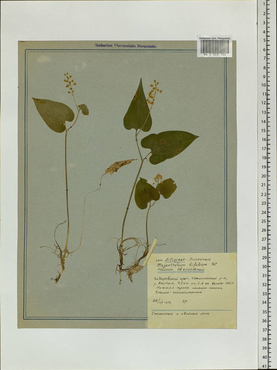 Maianthemum bifolium (L.) F.W.Schmidt, Siberia, Russian Far East (S6) (Russia)