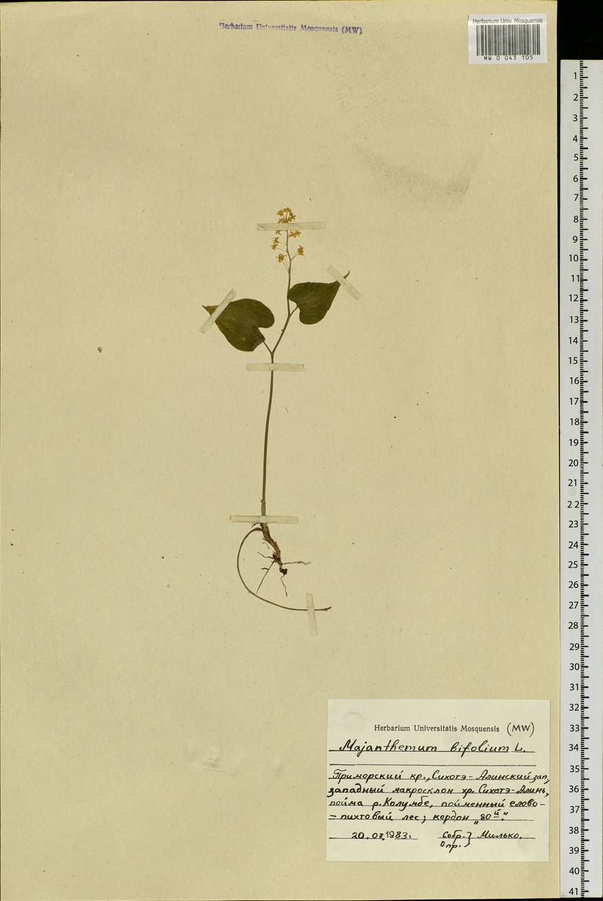 Maianthemum bifolium (L.) F.W.Schmidt, Siberia, Russian Far East (S6) (Russia)