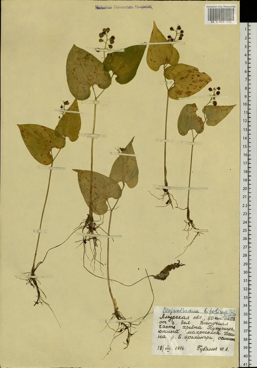 Maianthemum bifolium (L.) F.W.Schmidt, Siberia, Russian Far East (S6) (Russia)