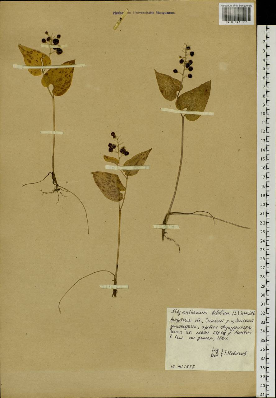 Maianthemum bifolium (L.) F.W.Schmidt, Siberia, Russian Far East (S6) (Russia)